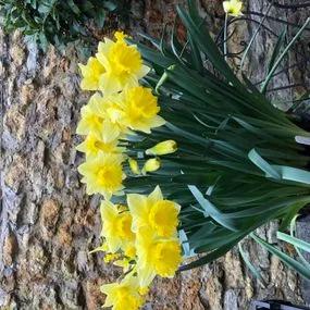 Irish Luck Daffodil (Narcissus Irish Luck) Img 5